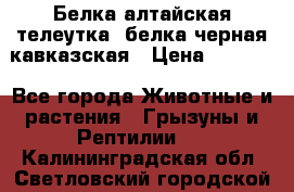 Белка алтайская телеутка, белка черная кавказская › Цена ­ 5 000 - Все города Животные и растения » Грызуны и Рептилии   . Калининградская обл.,Светловский городской округ 